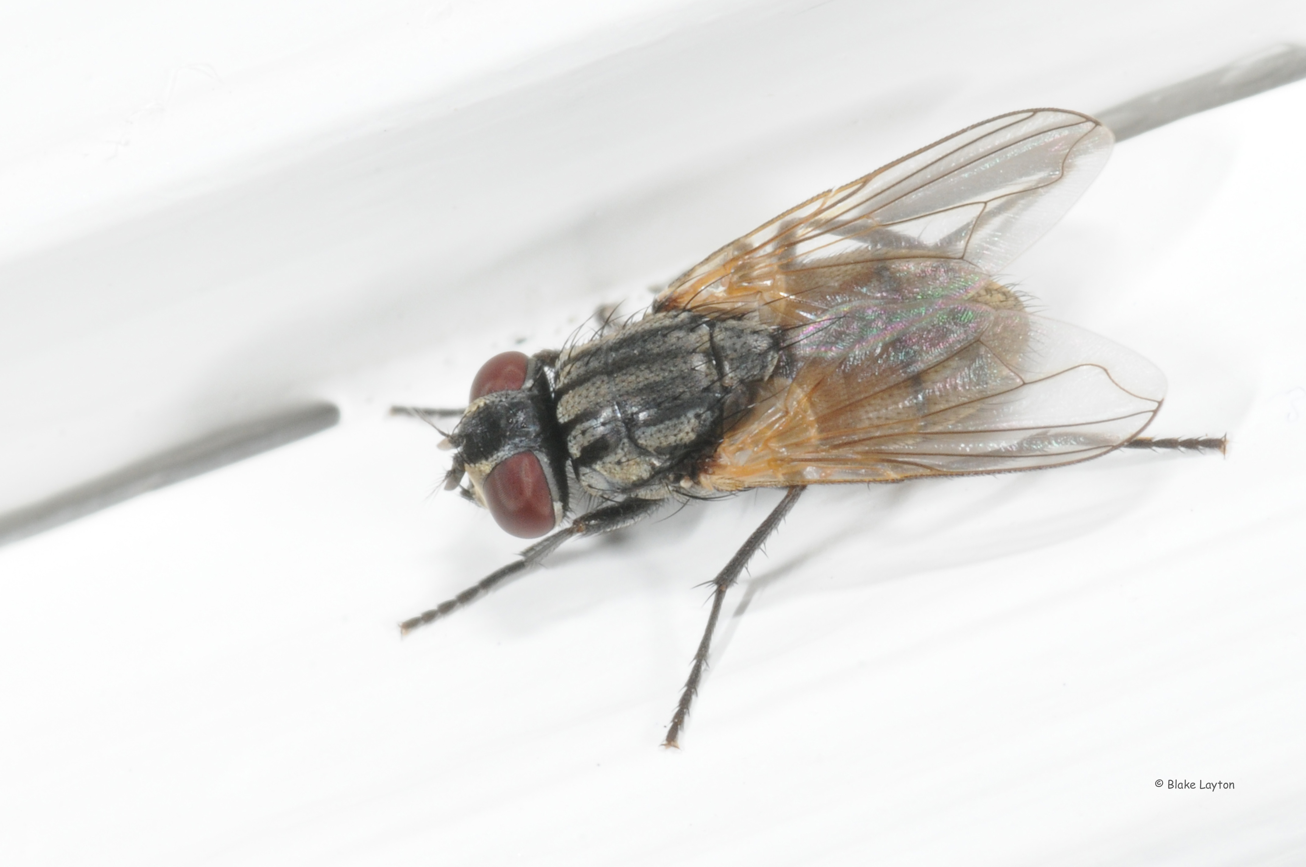 Close up of a house fly on a white windowsill.